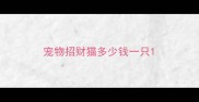 宠物招财猫多少钱一只