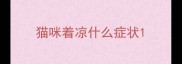 猫咪着凉什么症状