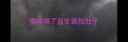 猫咪喝了益生菌拉肚子