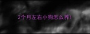 2个月左右小狗怎么养
