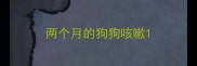 两个月的狗狗咳嗽
