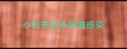 小拉布拉多尿道感染