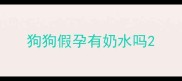 狗狗假孕有奶水吗