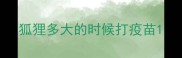 狐狸多大的时候打疫苗