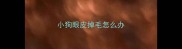小狗眼皮掉毛怎么办