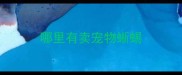 哪里有卖宠物蜥蜴
