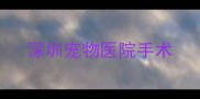 深圳宠物医院手术