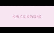 拉布拉多犬的级别
