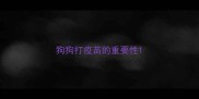 狗狗打疫苗的重要性