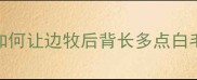 如何让边牧后背长多点白毛