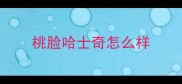 桃脸哈士奇怎么样