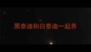 黑泰迪和白泰迪一起养