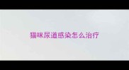 猫咪尿道感染怎么治疗