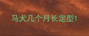 马犬几个月长定型