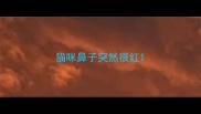 猫咪鼻子突然很红