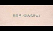 边牧从小到大吃什么