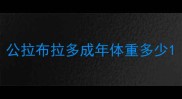 公拉布拉多成年体重多少