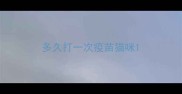 多久打一次疫苗猫咪