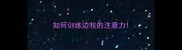 如何训练边牧的注意力