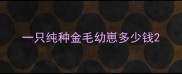 一只纯种金毛幼崽多少钱