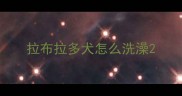 拉布拉多犬怎么洗澡
