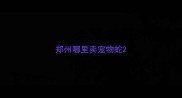 郑州哪里卖宠物蛇