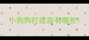 小狗狗打疫苗有哪些