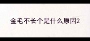 金毛不长个是什么原因