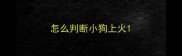 怎么判断小狗上火