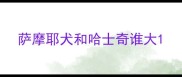 萨摩耶犬和哈士奇谁大