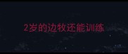 2岁的边牧还能训练