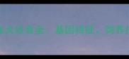 柯基哈士奇混血犬培育全基因特征饲养指南与市场价值