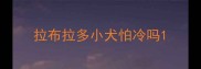 拉布拉多小犬怕冷吗