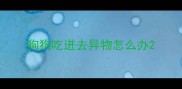 狗狗吃进去异物怎么办