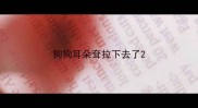 狗狗耳朵耷拉下去了