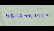 柯基耳朵长到几个月