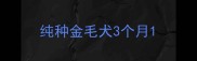 纯种金毛犬3个月
