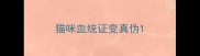 猫咪血统证变真伪