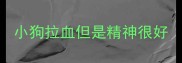 小狗拉血但是精神很好