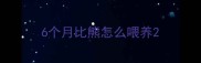 6个月比熊怎么喂养