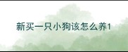 新买一只小狗该怎么养
