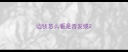 边牧怎么看是否发烧