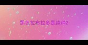 黑色拉布拉多是纯种