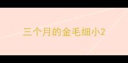 三个月的金毛细小