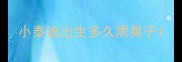 小泰迪出生多久黑鼻子