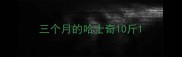 三个月的哈士奇10斤
