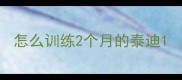 怎么训练2个月的泰迪