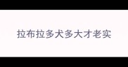 拉布拉多犬多大才老实