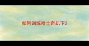 如何训练哈士奇趴下