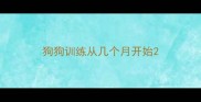 狗狗训练从几个月开始